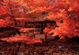 Fort Worth Botanic Japanese Gardens Fall 2